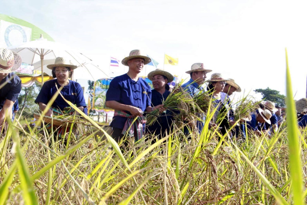 เรือนจำชั่วคราวแคน้อยเพชรบูรณ์ จัดกิจกรรมเก็บเกี่ยวข้าวก้าวตามรอยพ่อ โครงการปักดำวันแม่เก็บเกี่ยววันพ่อ