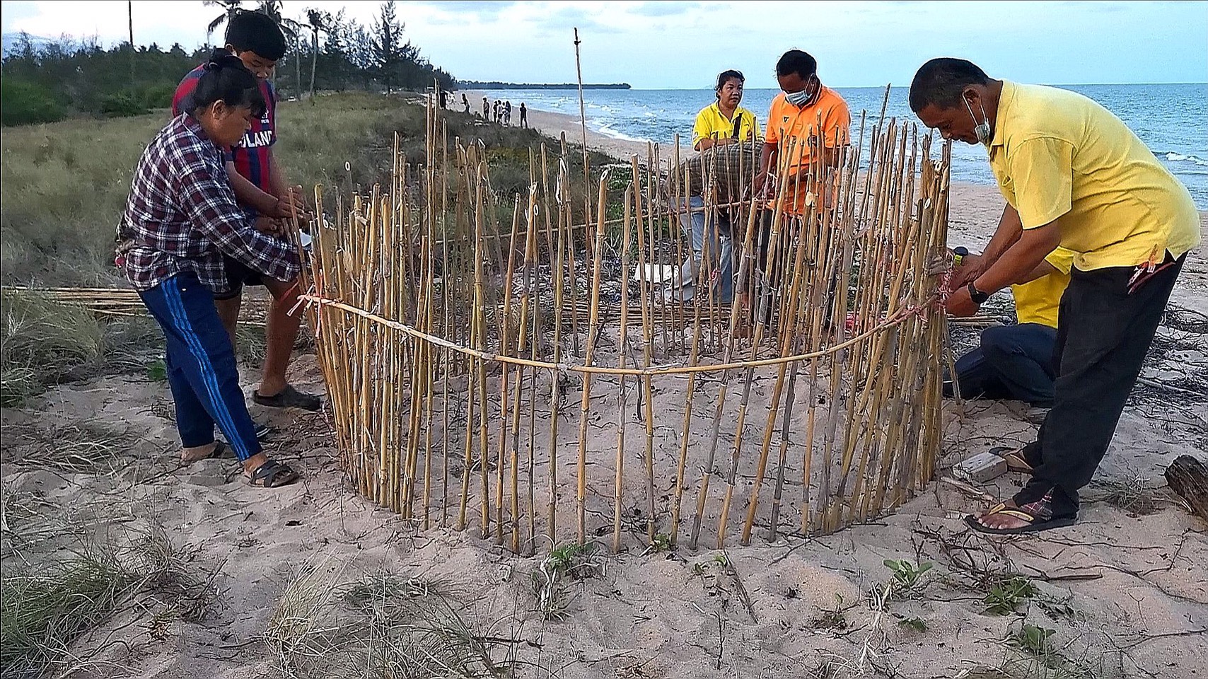 ชาวทับสะแกปลื้ม! 'แม่เต่าตนุ' ขึ้นวางไข่ชายหาดโคกตาหอม 7 รัง  เจอไข่เต่ามากกว่า 300 ฟอง