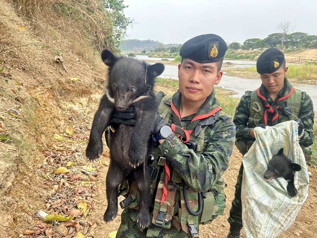 ทหาร ฉก.ราชมนู ลาดตระเวณชายแดน ตรวจยึด "หมีควาย" สัตว์ป่าคุ้มครอง 2 ตัว