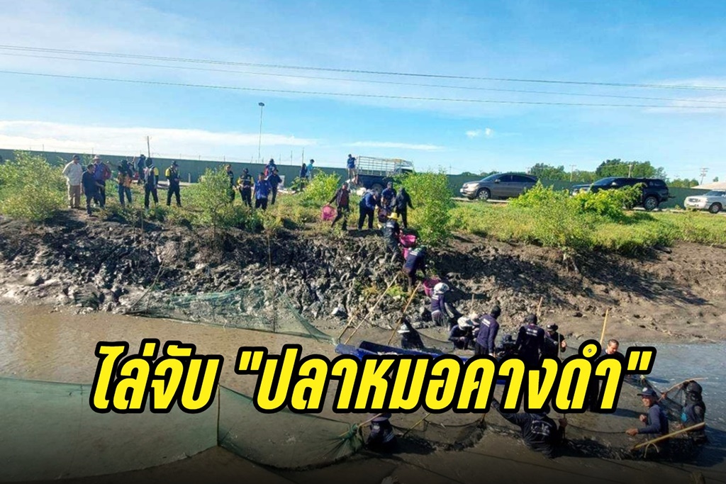 CPF ล่องใต้ หนุนกรมประมงไล่จับปลาหมอคางดำ 4 จังหวัด