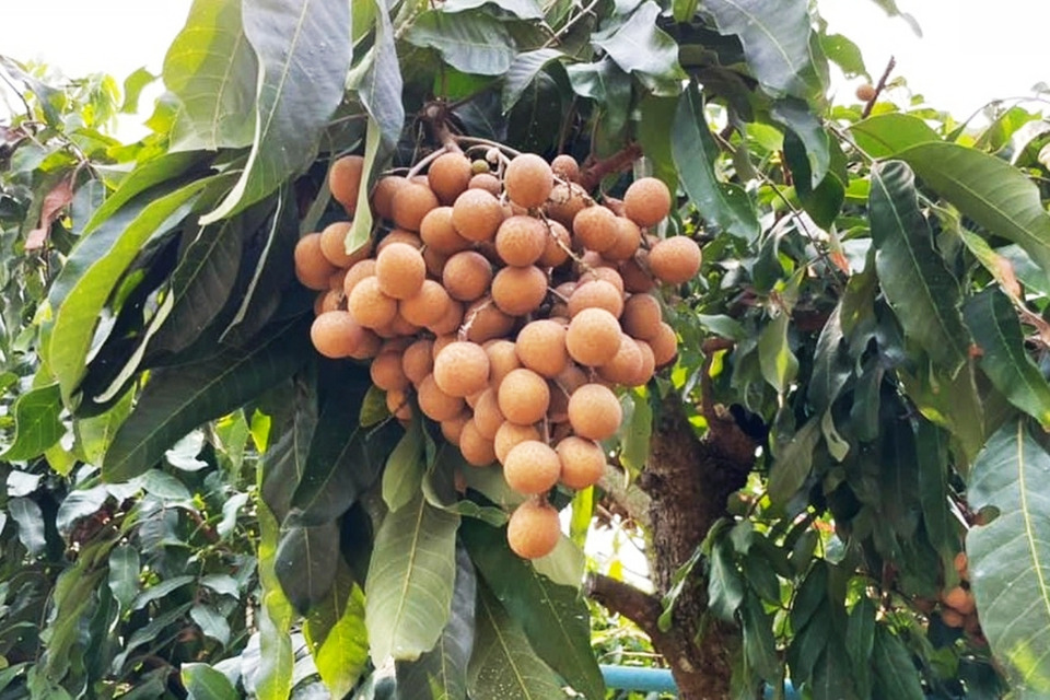 เปิดสูตร “น้ำหมักชีวภาพ” ดันลำไยพวงทองบ้านแพ้ว หวานกรอบ เนื้อแน่น สร้างมูลค่าเพิ่ม