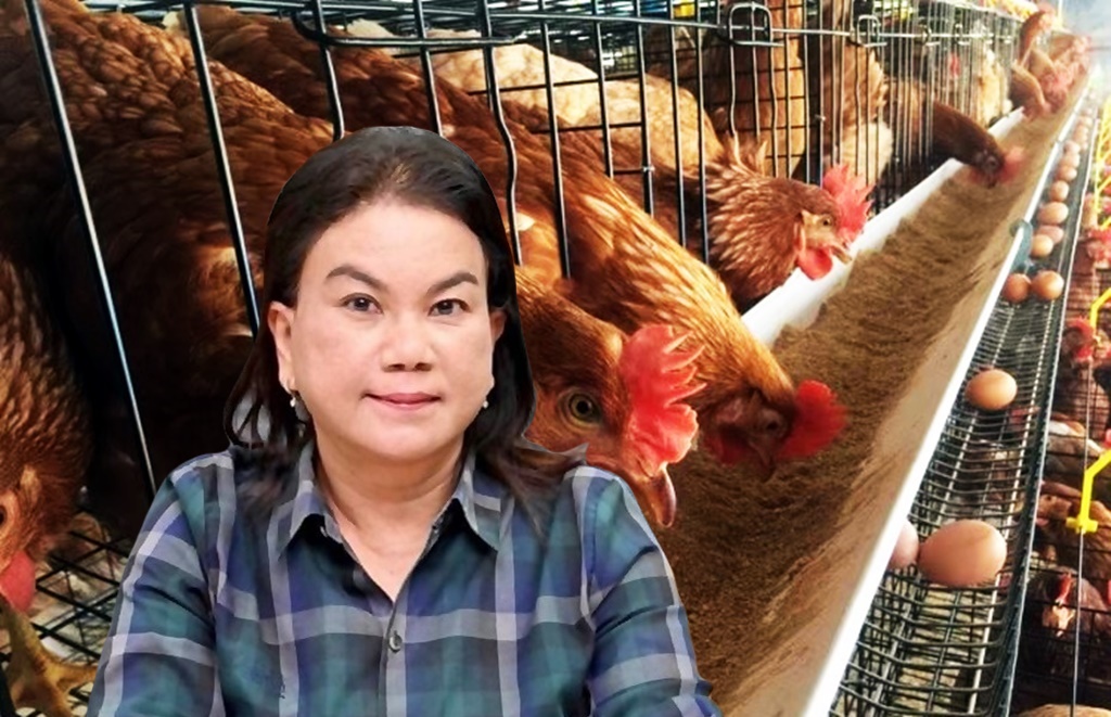 ร้อนจัด!! ต้นทุนเลี้ยงไก่ไข่พุ่งสูง ผลผลิตลด เกษตรกรขาดทุนยับ