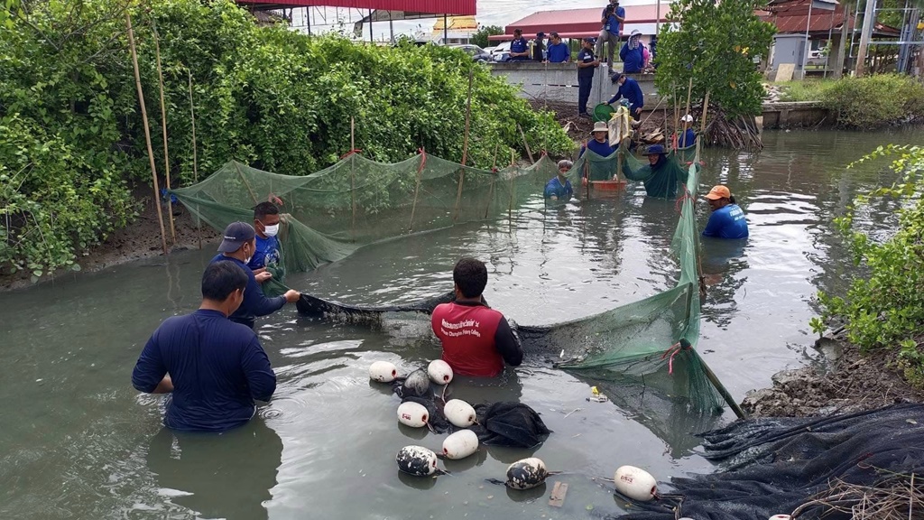 ประมงสมุทรสงคราม เดินหน้าจับปลาหมอคางดำไม่หยุด จัดลงแขกลงคลองต่อเนื่องครั้งที่ 8