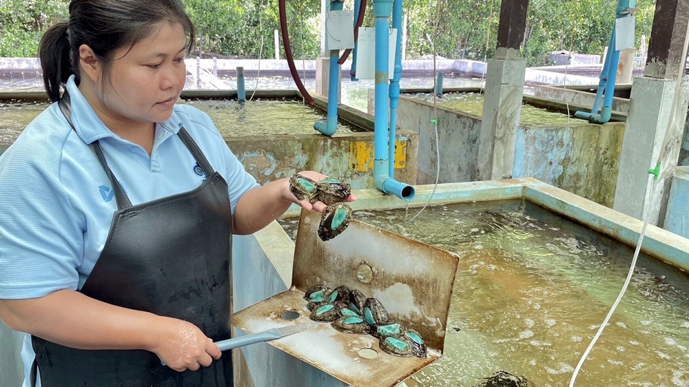 ประมงชวนเลี้ยง “หอยเป๋าฮื้อ” ราชินีแห่งคอลลาเจน เลี้ยงง่าย เนื้อเยอะ รสชาติดี ราคาสูง กก. 1,000 บาท