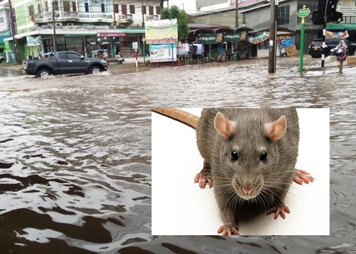 ห่วงฝนหนัก-น้ำท่วม ระวัง!ไข้ฉี่หนู ปีนี้เซ่นแล้ว 12 ศพ 