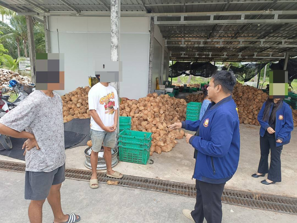 จัดหางานประจวบฯ ลุยล้งมะพร้าว พบแรงงานเมียนมาไร้เอกสาร คุมตัวดำเนินคดีทันที 