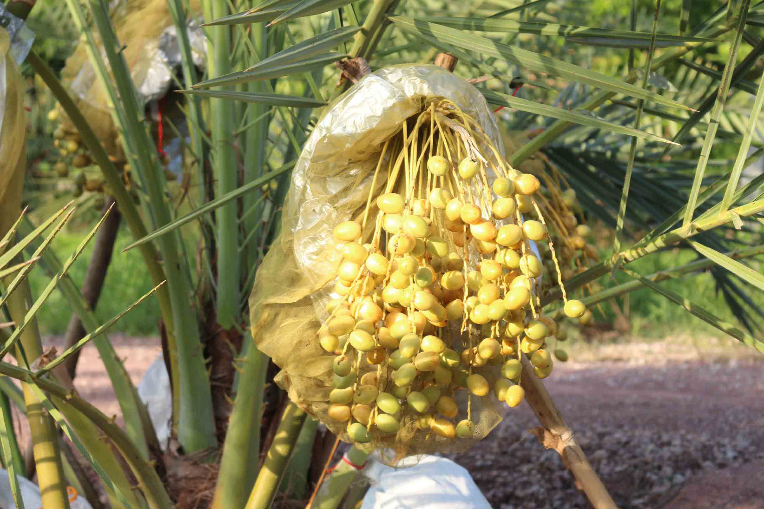 กาฬสินธุ์เปิดสวนธรรมชาติบำบัด'สวนอินทผาลัม'ผลไม้เพื่อสุขภาพ