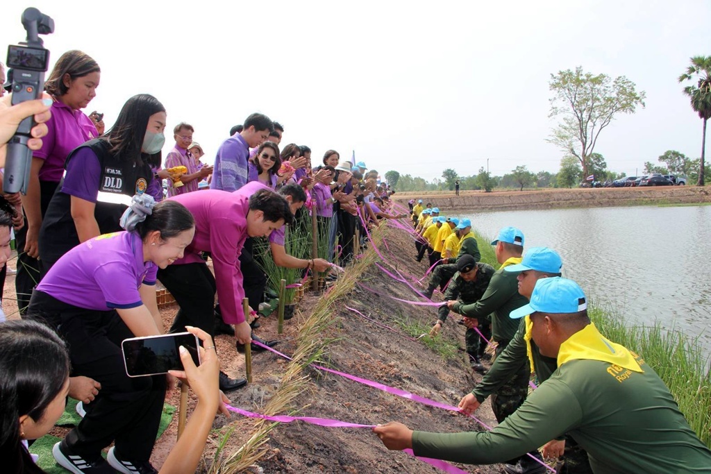 ร้อยเอ็ดปล่อยแพหญ้าแฝก เฉลิมพระเกียรติฯ รณรงค์อนุรักษ์ดิน และน้ำ