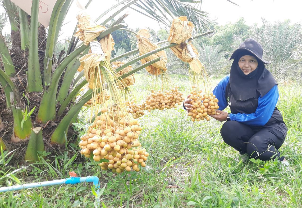 เกษตรกรชาวศรีเชียงใหม่ ตัดใจโค่นยาง  3,000 ต้น หันมาปลูกอินทผลัม สร้างรายได้งาม