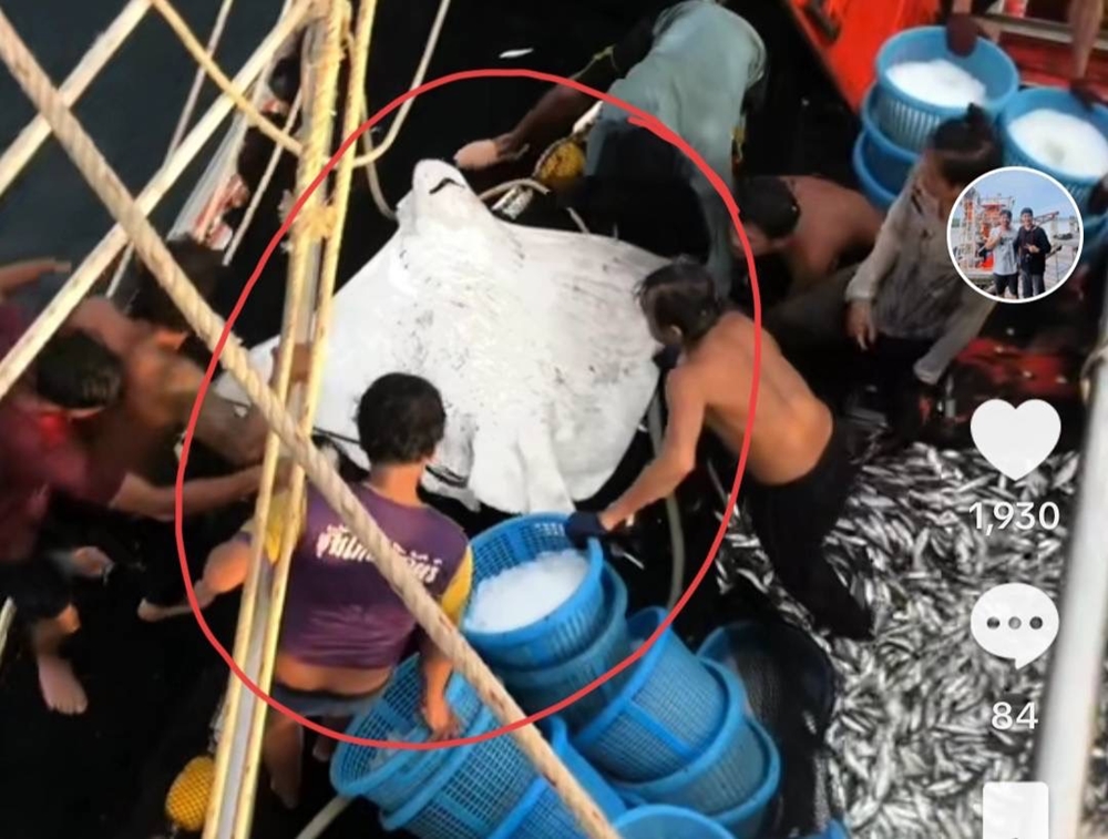 ชาวประมงสตูล ช่วยปลากระเบนนก ขนาดใหญ่ 10 คนหาม สัตว์หายากของโลกคืนสู่ทะเล 