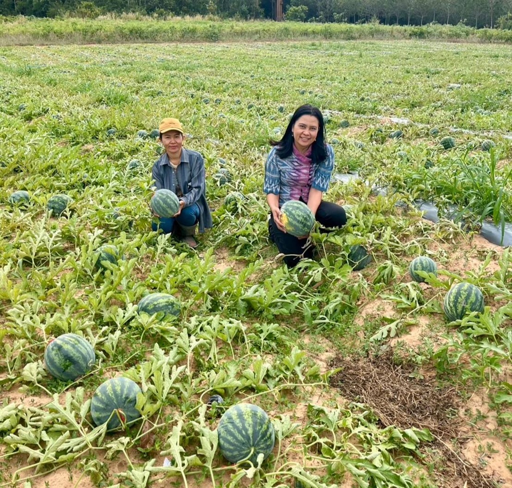 เกษตรกรเลิงนกทา ปลูกแตงโมขายเมล็ดพันธุ์ สร้างรายได้ปีละ 9 แสนบาท