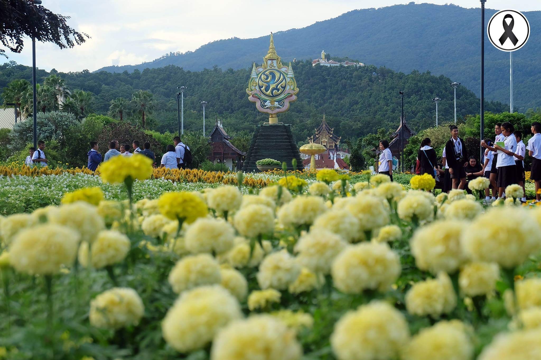 ดอกดาวเรืองและดอกไม้สีเหลืองนับแสนต้นบานสะพรั่งเต็มอุทยานหลวงราชพฤกษ์