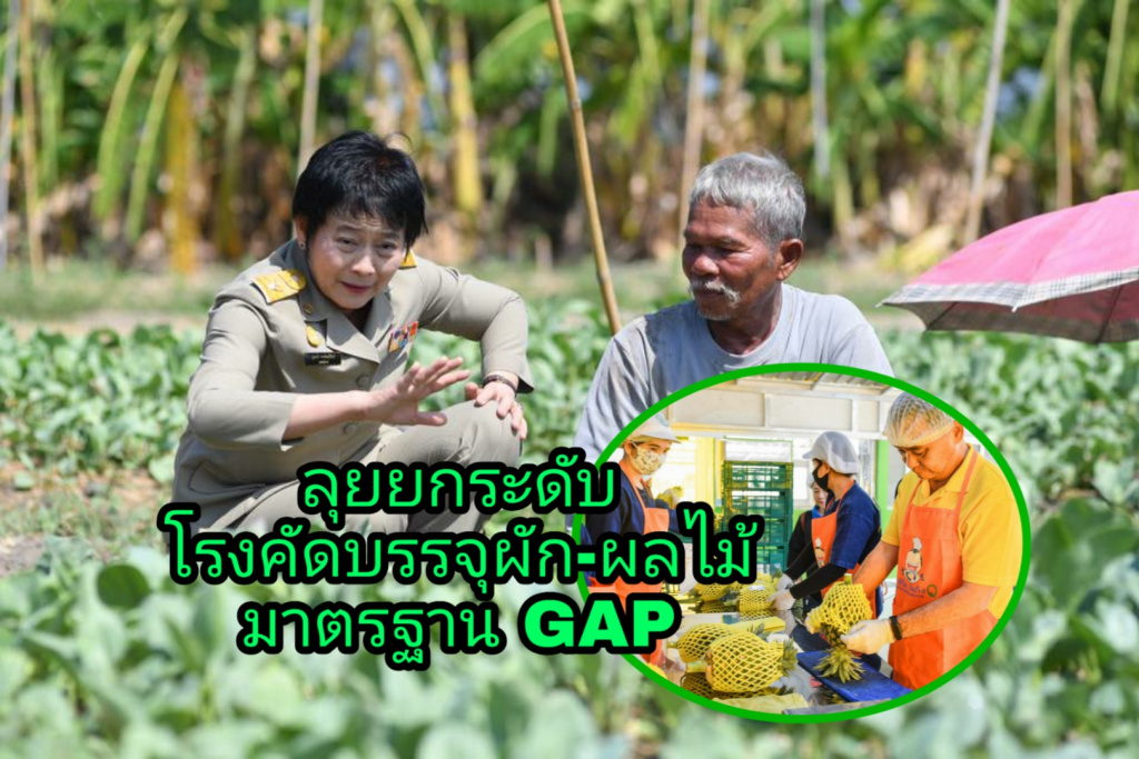 มกอช. ลุยยกระดับโรงคัดบรรจุผักและผลไม้สด สู่มาตรฐาน GMP รองรับตลาดส่งออก   