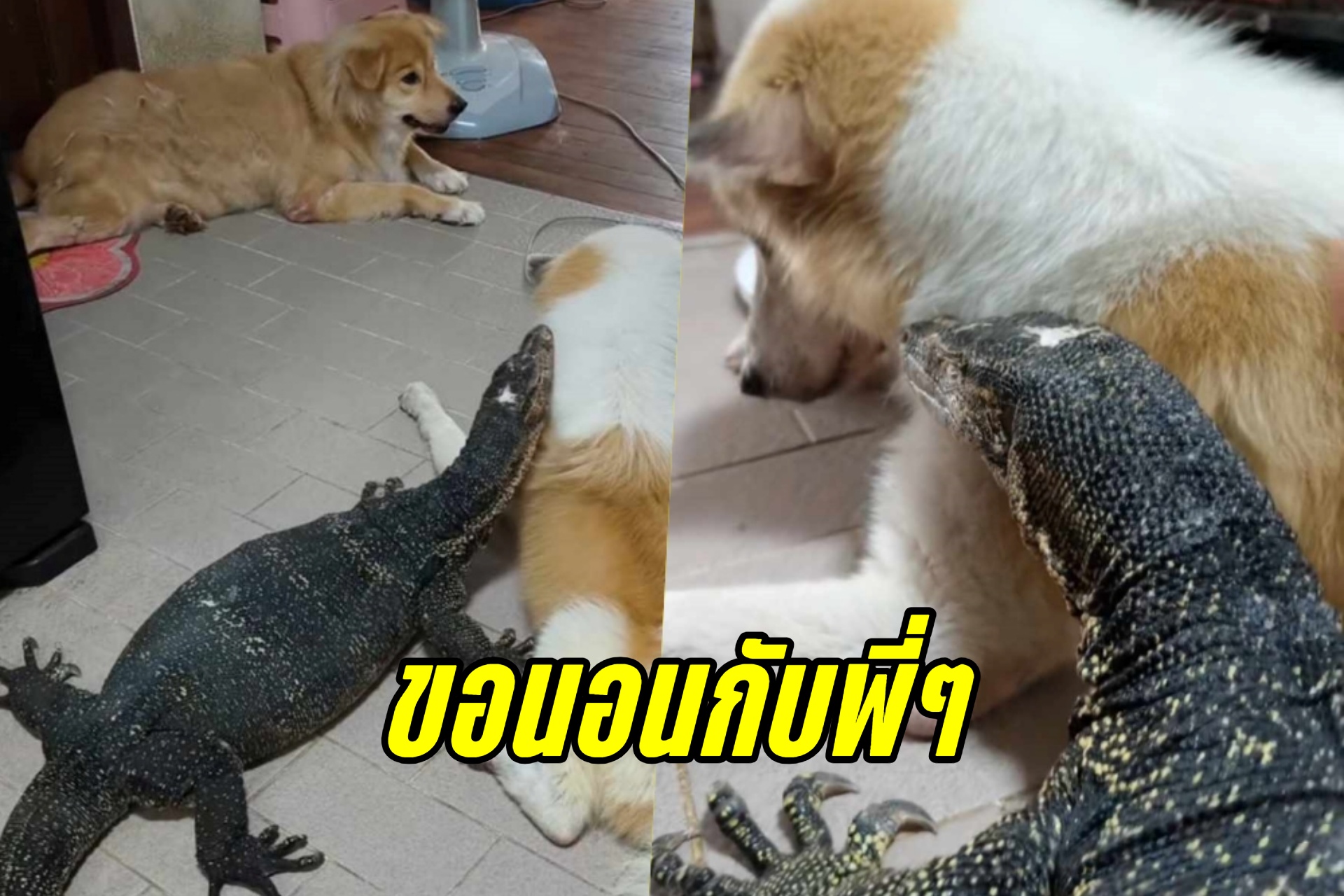 ชาวเน็ตเอ็นดู! "บัวทอง" ตัวเงินตัวทอง นอนอิงน้องหมาตากพัดลมคลายร้อน