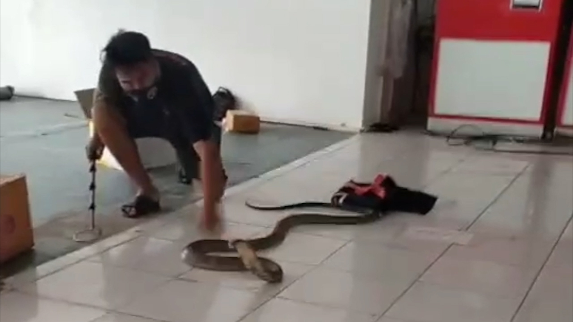 อึ้ง! บริษัทขนส่งเอกชนพบ 'งูจงอาง' ยาวกว่า 4 เมตร ในกล่องพัสดุ