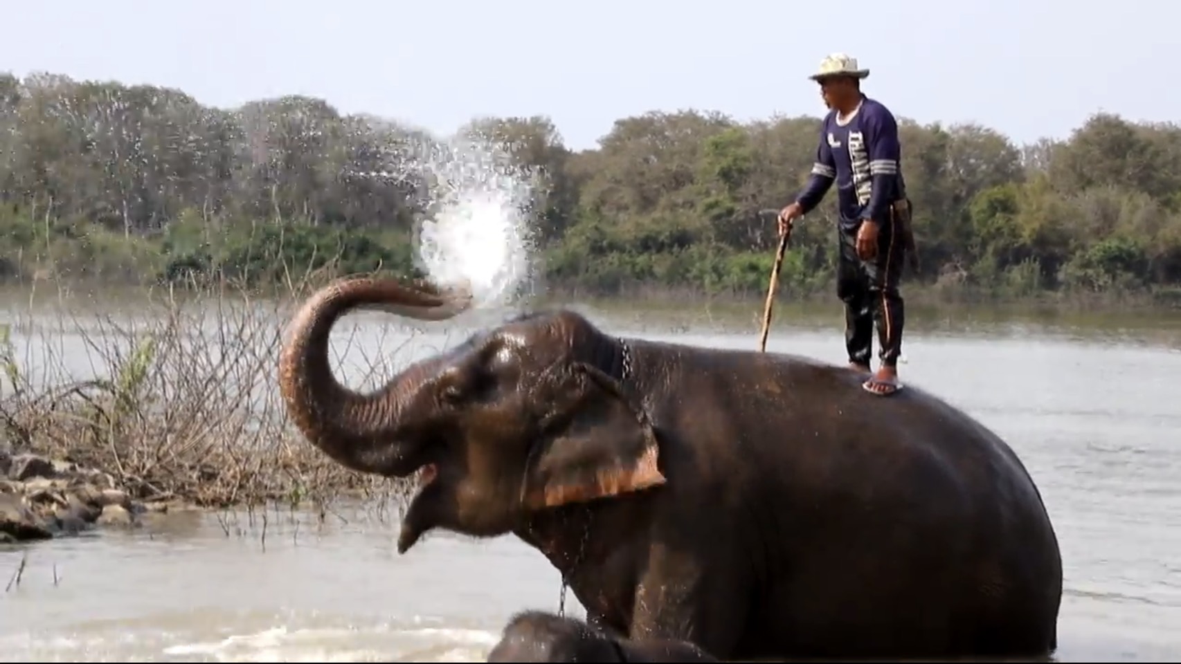 พิษโควิด!  คนเลี้ยงช้างสุรินทร์ตกงานต้องกลับบ้านรวมตัวแสดงไลฟ์สดหารายได้