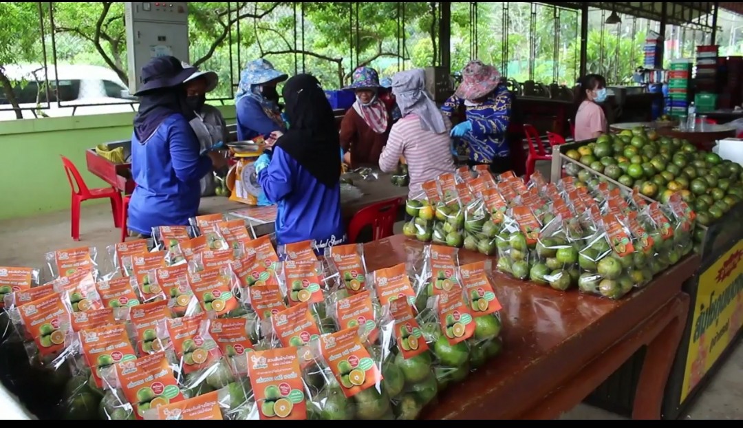 นักท่องเที่ยวชาวไทยชาวมาเลเซียแวะซื้อส้มโชกุนเบตง ซอฟต์ พาวเวอร์ ผลไม้ประจำถิ่นเป็นของฝากช่วงปีใหม่