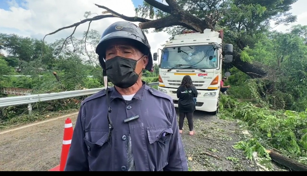 ขอนแก่นฝนตกต่อเนื่อง ต้นจามจุรีอายุกว่า 50 ปี โค่นล้มทับรถเทลเลอร์  