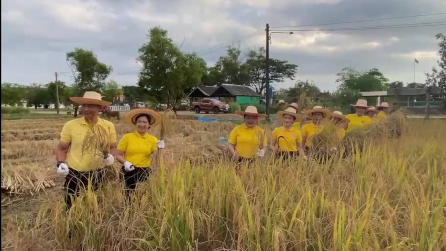 ทหารพันธุ์ดี ค่ายกฤษณ์สีวะรา สืบสานวัฒนธรรมไทย ร่วมใจลงแขกเกี่ยวข้าว