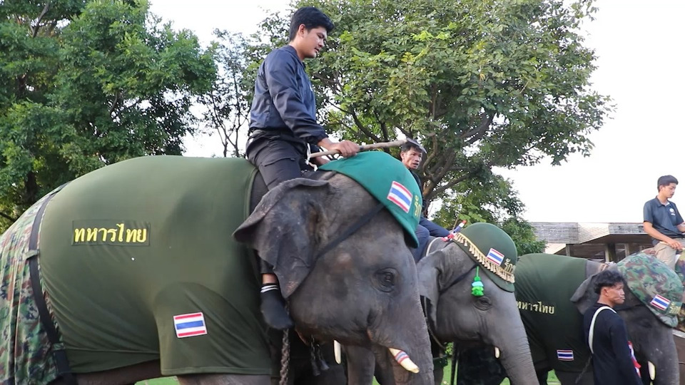 ช้างแต่งทหารโชว์ลุคน่ารักเกินต้าน! สุรินทร์เตรียมจัดงานแสดงช้างยิ่งใหญ่ 22–23 พ.ย.นี้ 