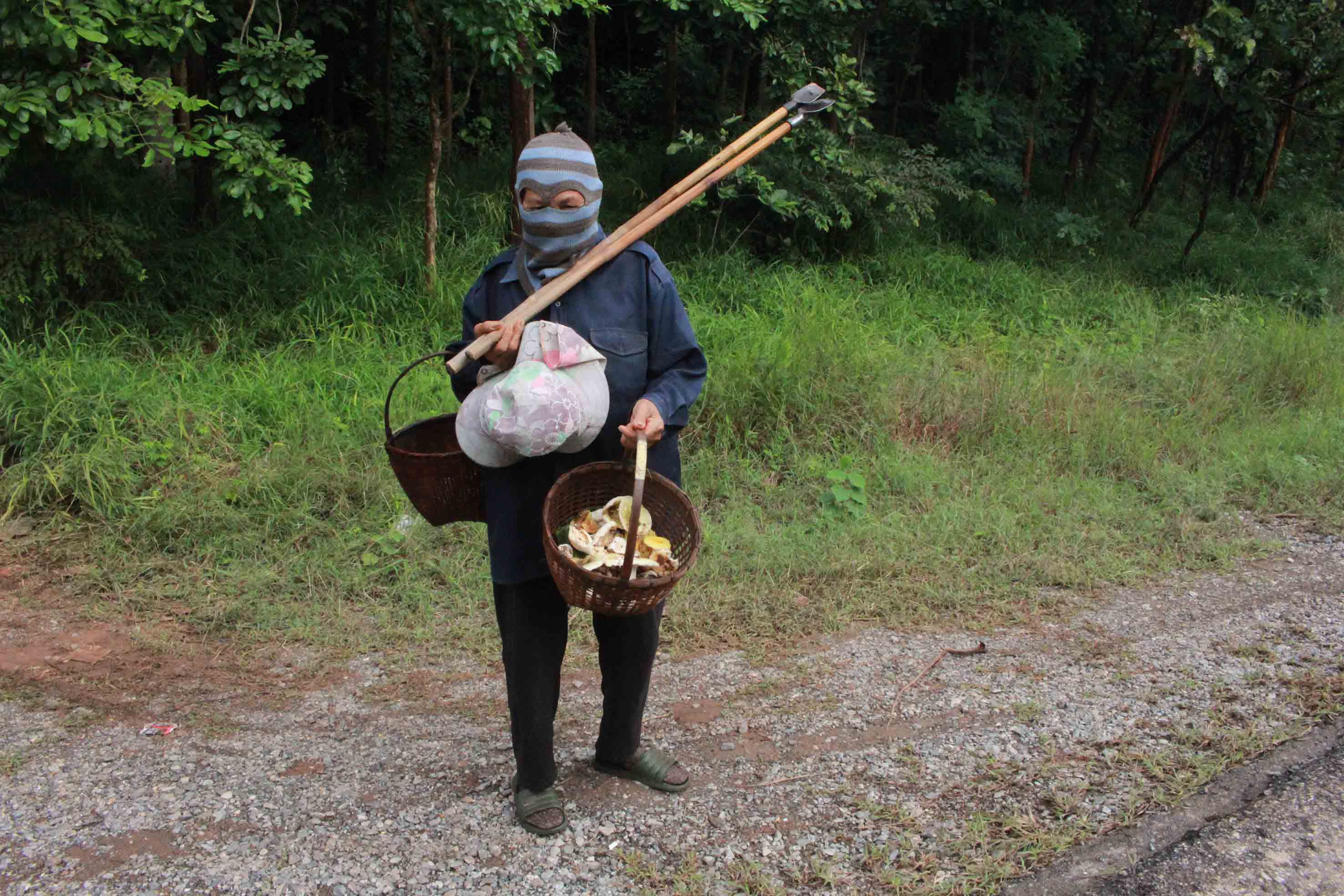 ชาวบ้านกาฬสินธุ์แห่เก็บเห็ดป่า หมอเตือนระวังเปิบเห็ดพิษเสี่ยงถึงตาย