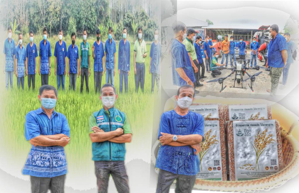 ดัน "ข้าวปิฎก 310" เมืองเชียงของ สู่ข้าวคุณภาพดี มีมาตรฐานกว่าเดิม