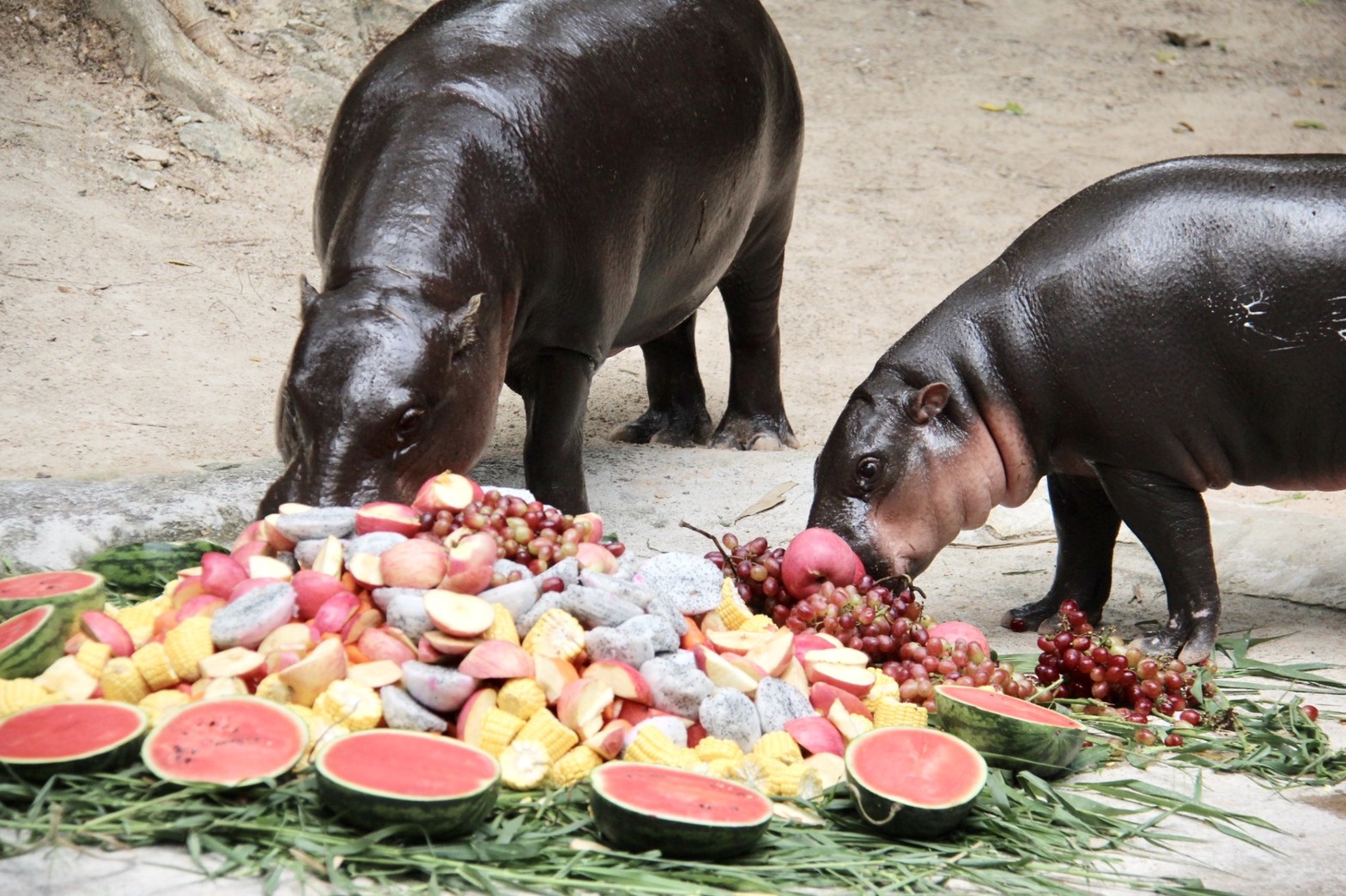 ฉลองวันเกิด 1 ปี "หมูตุ๋น" ฮิปโปแคระ ดาวเด่น แห่งสวนสัตว์เปิดเขาเขียว           