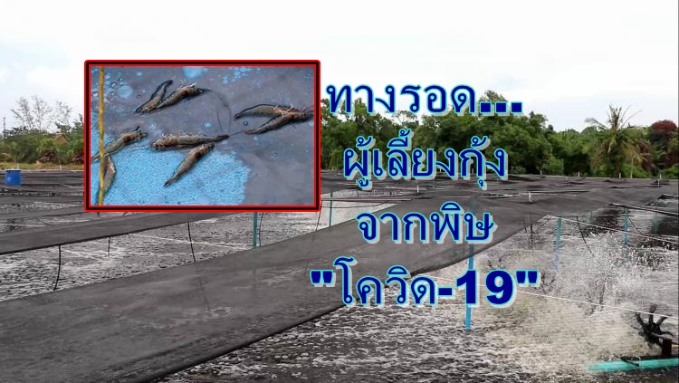 กรมประมง...ถกทางรอด ผู้เลี้ยงกุ้ง จากพิษ “โควิด-19”