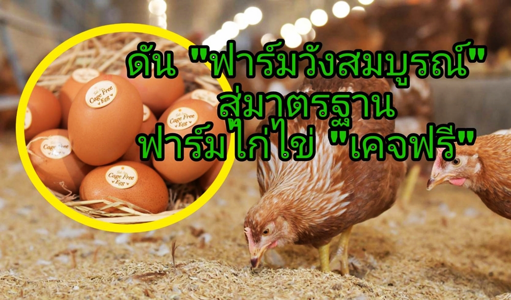 ซีพีเอฟ ดัน "ฟาร์มวังสมบูรณ์" สู่มาตรฐาน "ฟาร์มไก่ไข่เคจฟรี" กรมปศุสัตว์ 