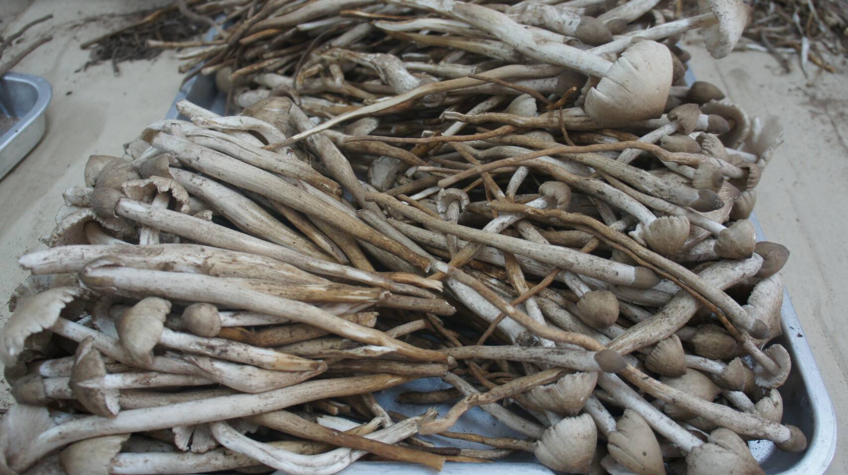 ชาวบ้านในพื้นที่หนองอึ่งโครงการอันเนื่องมาจากพระราชดำริ เก็บเห็ดโคนจำหน่ายสร้างรายได้ ช่วงโควิด-19