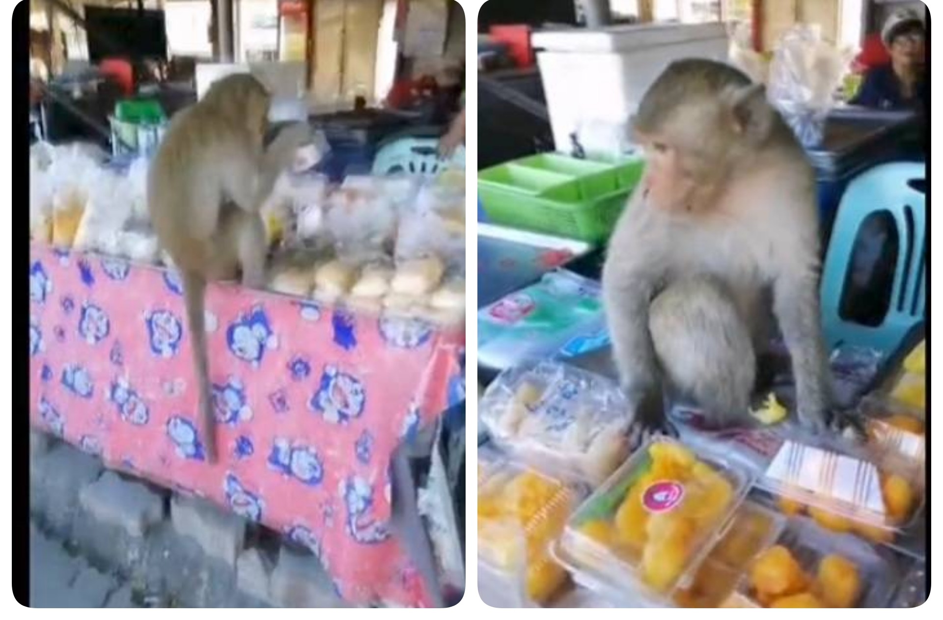 ลิงหลงฝูง ก่อกวนรื้อค้น กินอาหาร ร้านค้าตลาด  