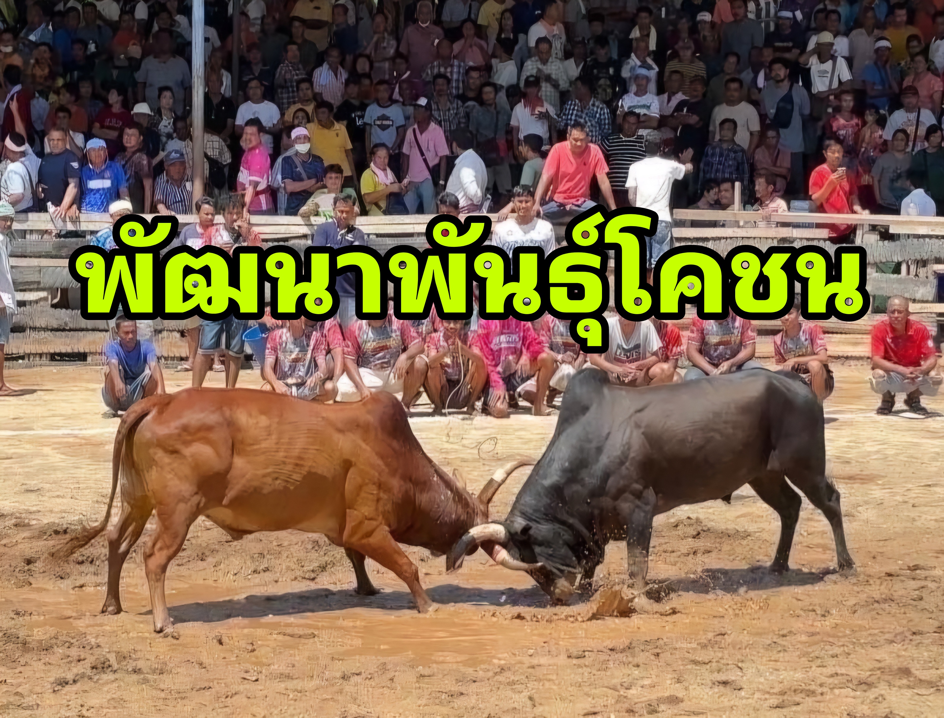 กรมปศุสัตว์อนุรักษ์ วิจัย และพัฒนาพันธุ์โคชน เพิ่มมูลค่า สู่สัตว์เศรษฐกิจแสนล้าน