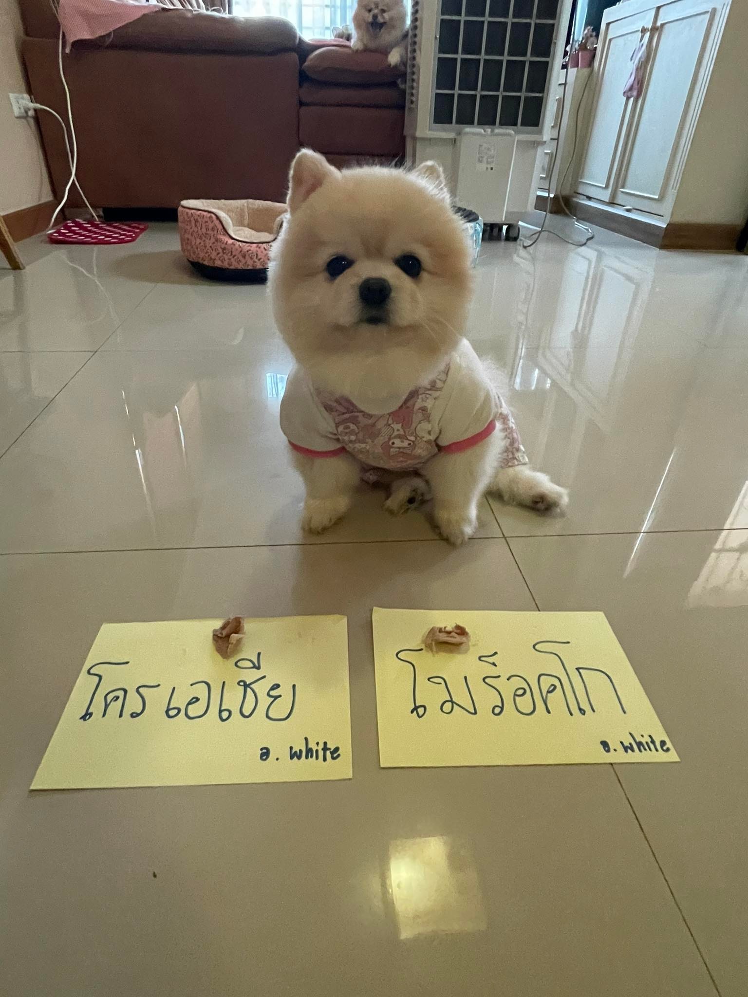 มาแล้ว ‘เจ้าไวท์’ ทายผลบอลโลกฟันธงจุกจุก คู่ชิงที่ 3 โครเอเชีย-โมร็อคโก