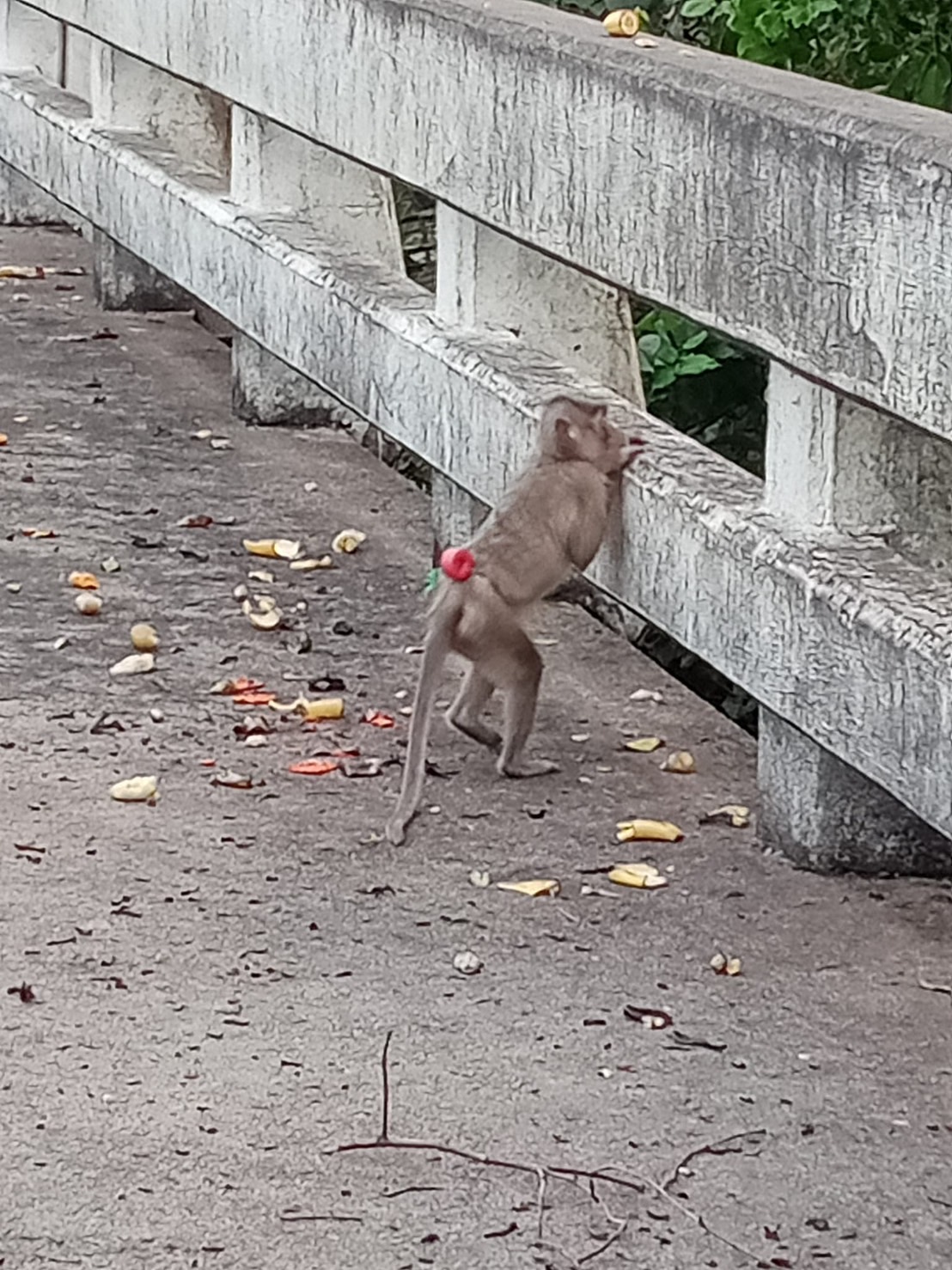 ปศุสัตว์ฯ ตราดวางแผนช่วยลิงแสมบริเวณสะพานคลองบางพระ 