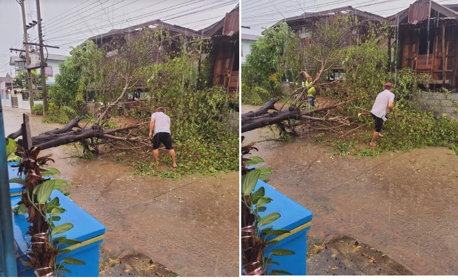 พายุพัดกระหน่ำอ.บ้านไผ่โค่นต้นไม้ใหญ่ขวางถนนจนท.เร่งให้การช่วยเหลือ