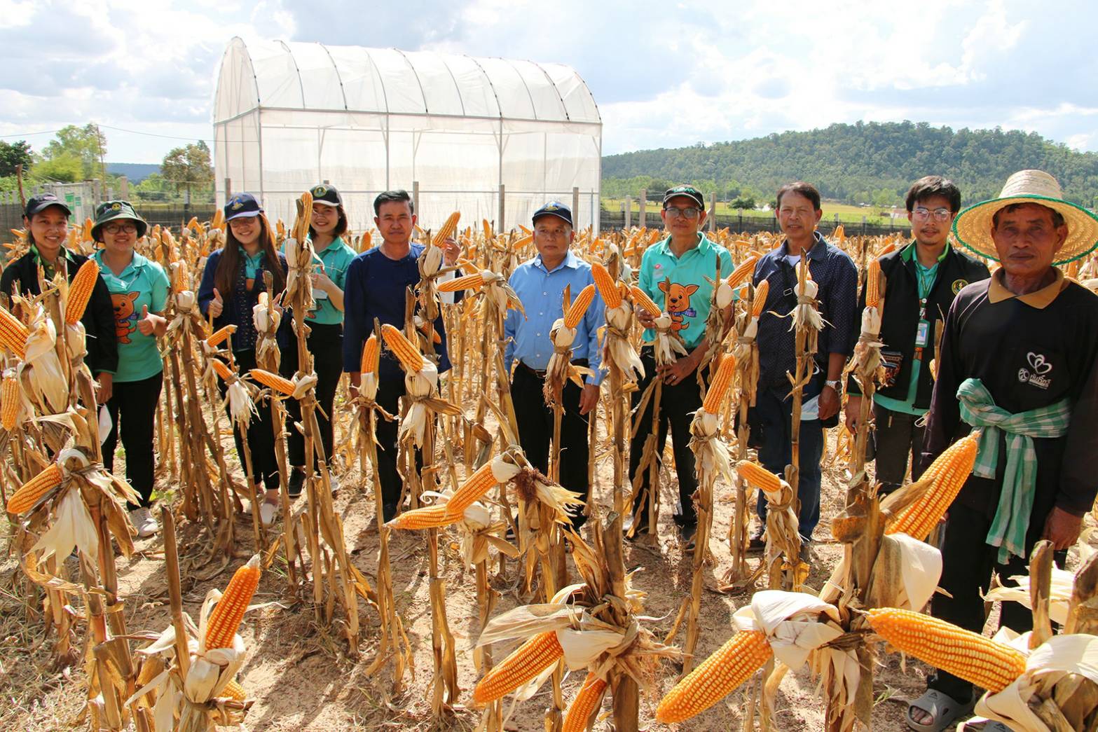 เกษตรกรชาวอุดรพอใจปลูกข้าวโพดเลี้ยงสัตว์สร้างรายได้หลังทำนา 