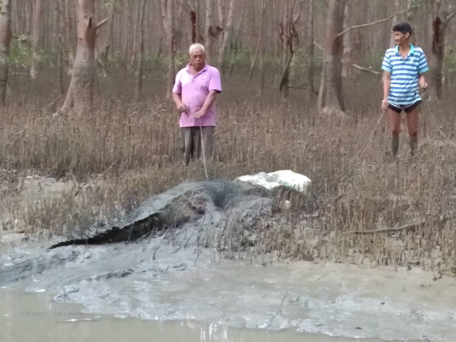 ชาวบ้านพุนพิน จับจระเข้น้ำเค็ม 4 เมตรหลังเกยตื้นในร่องน้ำ 