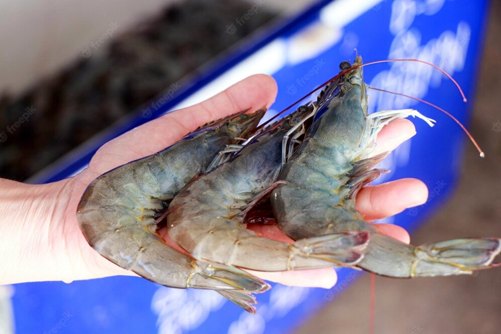 ผู้เลี้ยงกุ้ง จี้ภาครัฐเร่งรับซื้อกุ้งด่วน อย่ารอจนราคาตกเท่าราคาประกันขั้นต่ำ