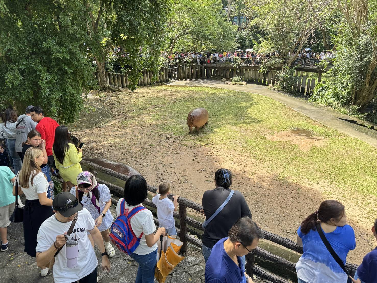 'หมูเด้ง' สร้างประวัติศาสตร์ 46 ปีสวนสัตว์เปิดเขาเขียวดึงนทท.เข้าชมแน่นสวน 