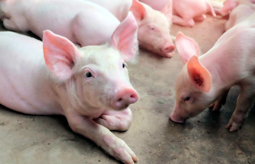 เกษตรกรพ้อ!! เลี้ยงหมูในวิกฤต “หมูเถื่อนเกลื่อนเมือง” กระทุ้งกรมปศุสัตว์กวาดล้างด่วน