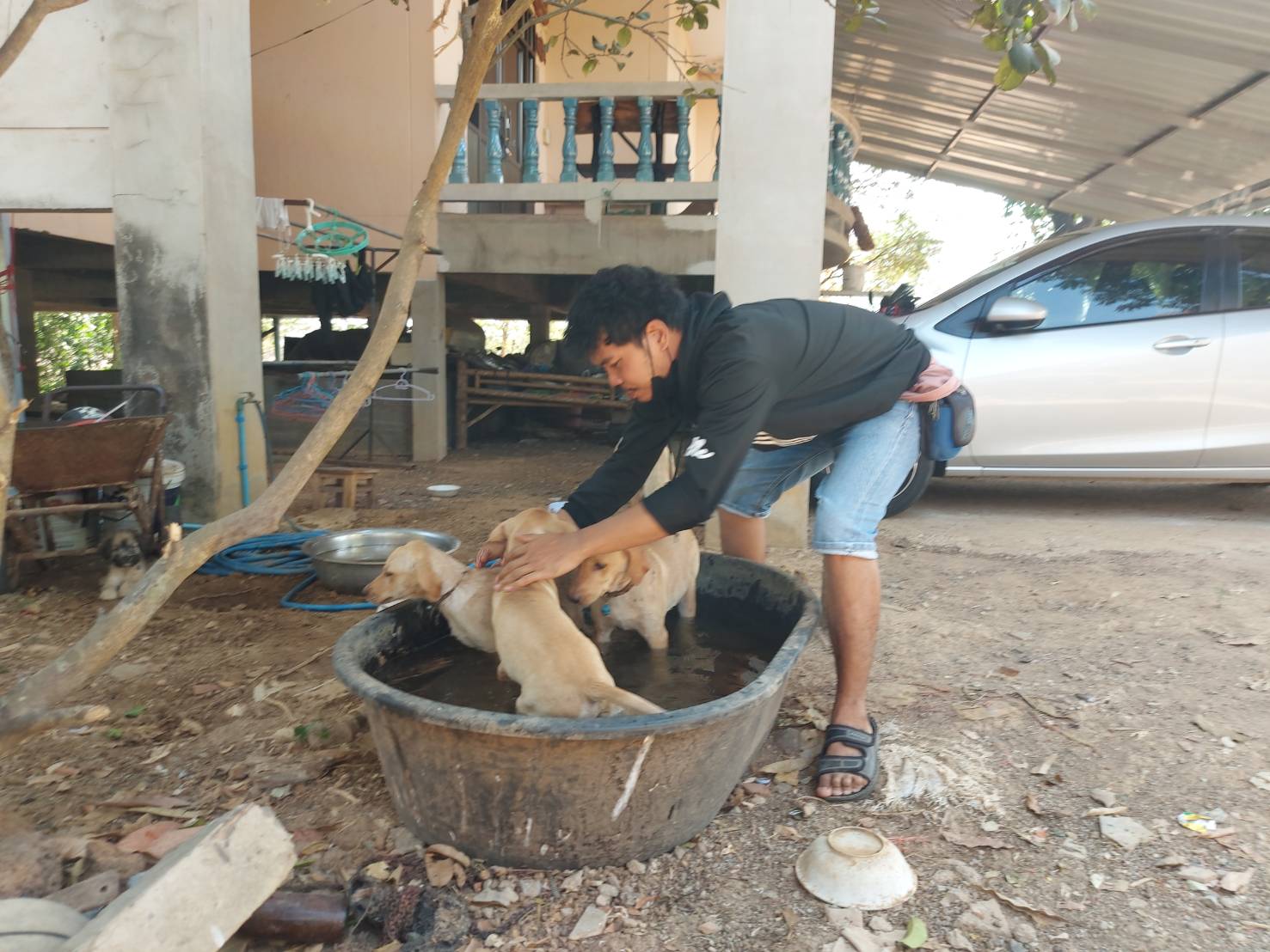 บุรีรัมย์ ฮีทสโตรกเล่นงานยันหมา สามตัวชักดิ้นพล่านเจ้าของเอาแช่น้ำฟื้นทันที