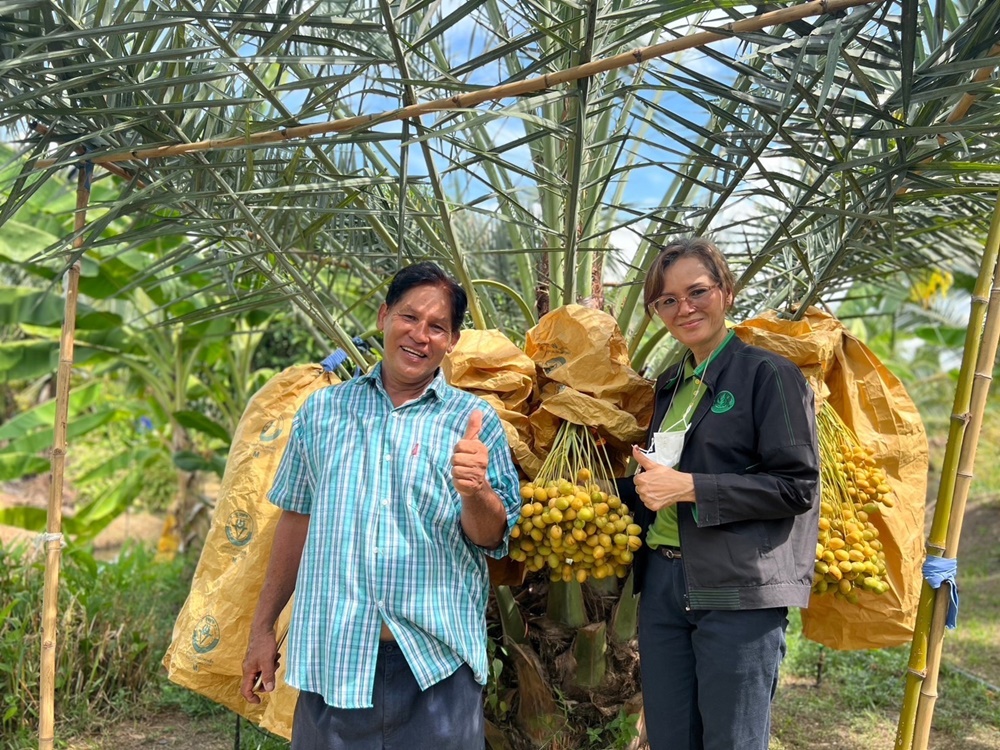 เกษตรนครปฐม แนะเทคนิคดูแลอินทผลัมช่วงเริ่มมีผลผลิต