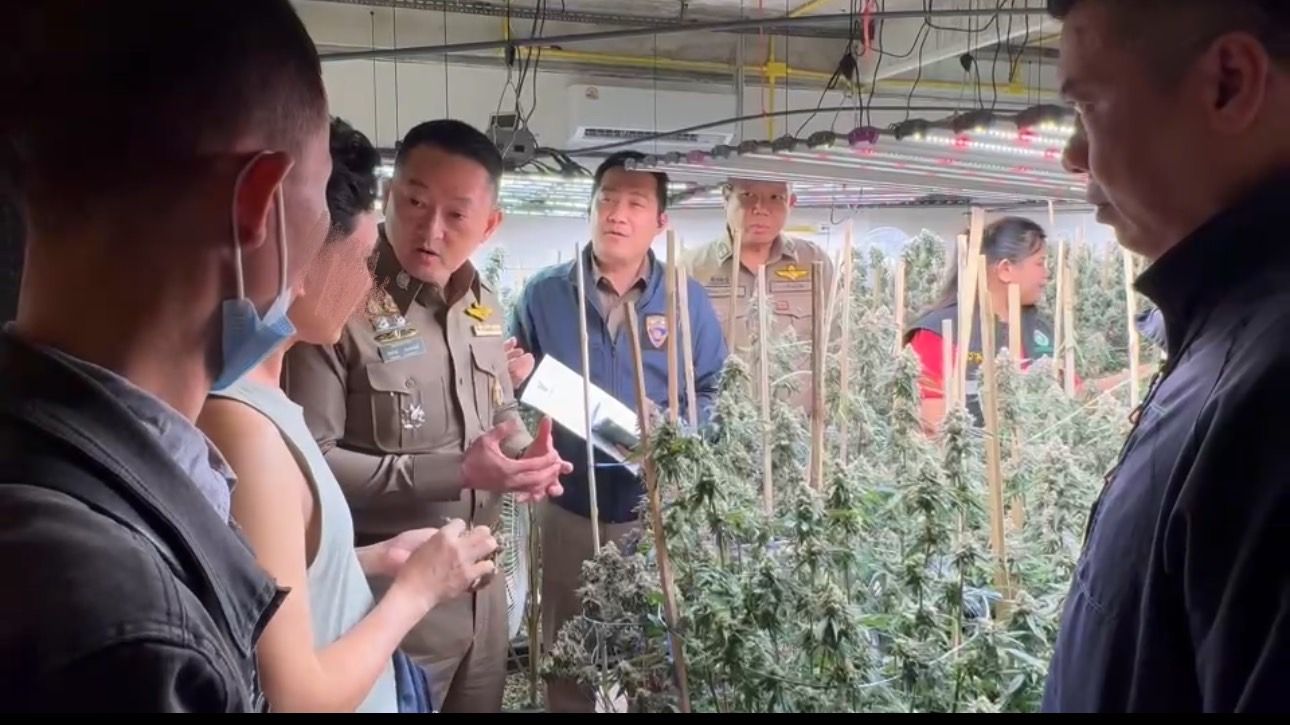 "ผบก.ตม.1" นำทีมรวบ! "เวียดนาม" ลอบปลูกกัญชาขาย พบของกลางเพียบ