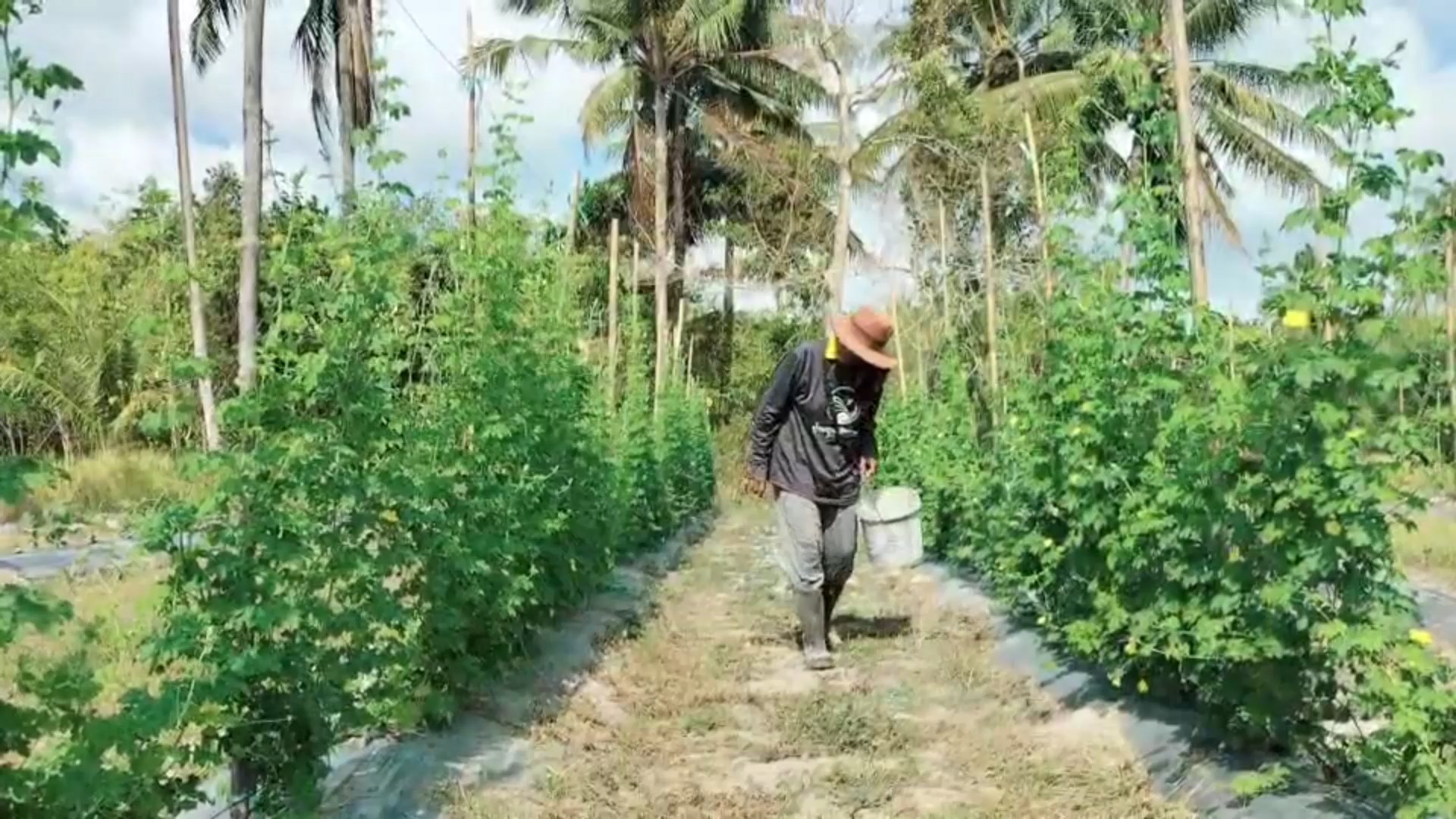 เกษตรกรเมืองสงขลาปลูกพืชอายุสั้นใช้น้ำน้อยหลากชนิดผสมผสานสร้างรายได้เสริมช่วงหน้าแล้ง