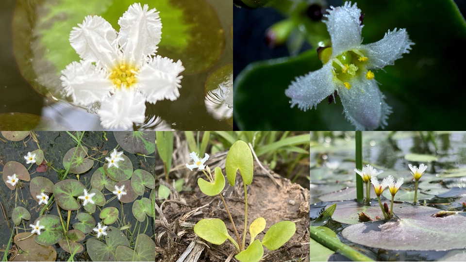 ม.เกษตรฯ ค้นพบบัวบาใหม่ของโลก 5 ชนิดในไทย สะท้อนความหลากหลายทรัพยากรพืช