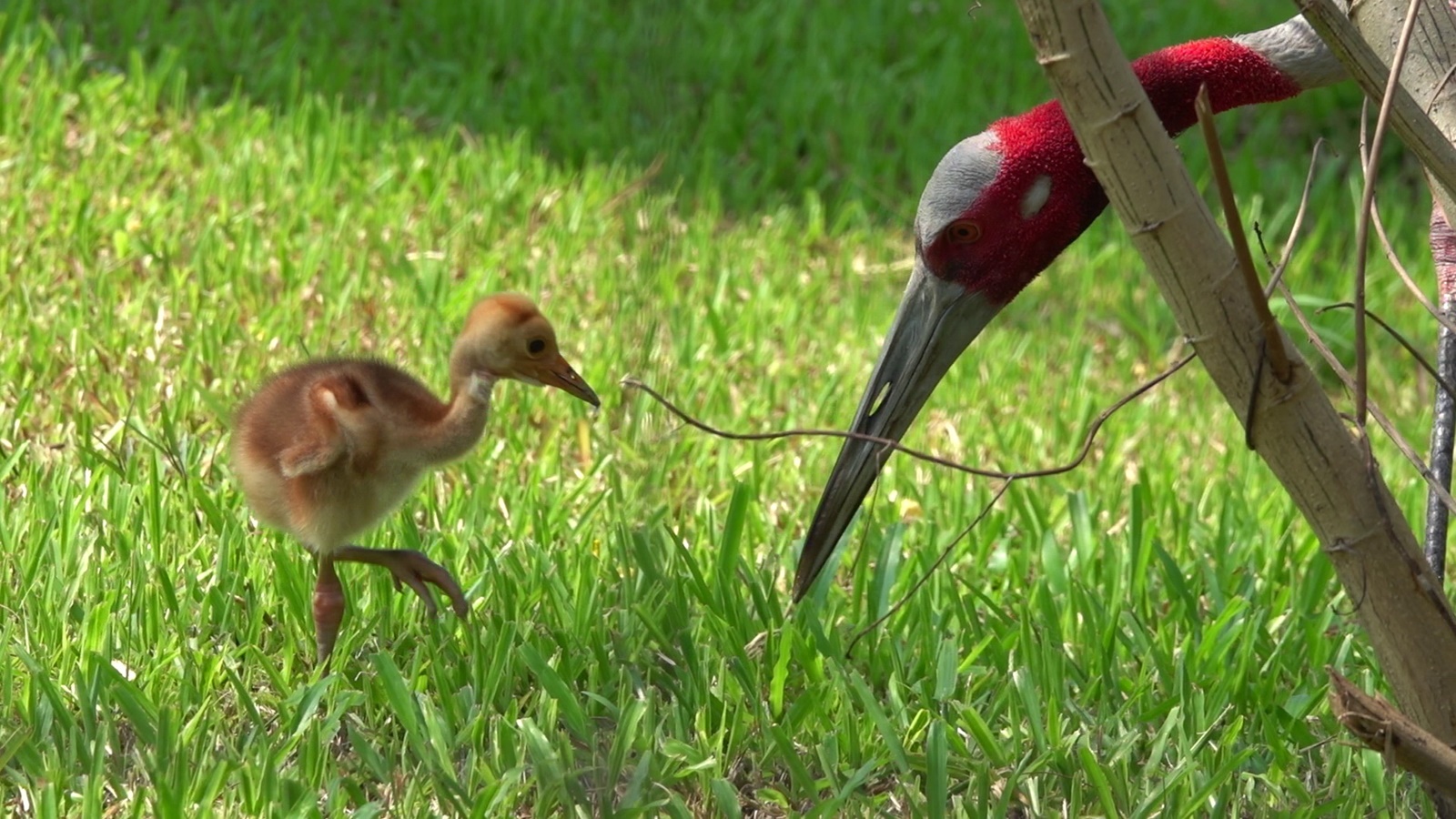 ปทุมธานีต้อนรับสมาชิกใหม่สวนสัตว์ Mini Zoo ธัญบุรี ลูกนกกระเรียนพันธุ์ไทยลืมตาดูโลกคืนทุ่งรังสิต