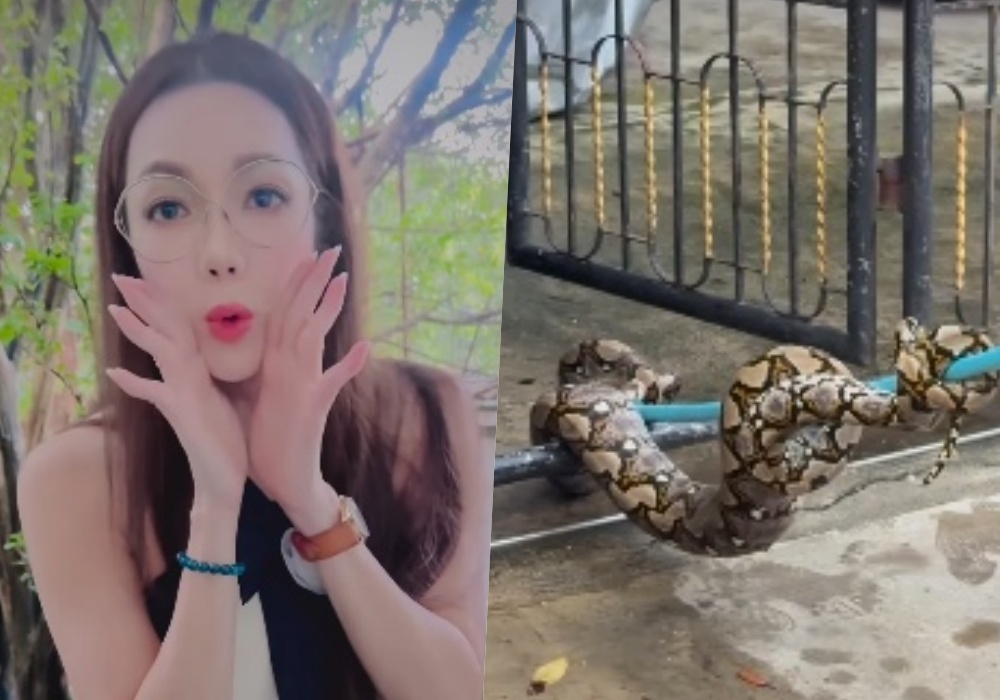 "อ๋อม สกาวใจ" โพสต์ งูเหลือมเข้าบ้านอีกแล้ว ลูกแมวเพิ่งเกิดใหม่ 3 ตัวหายเกลี้ยง ชาวเน็ตแห่ส่องเลขบ้าน เลขรถ