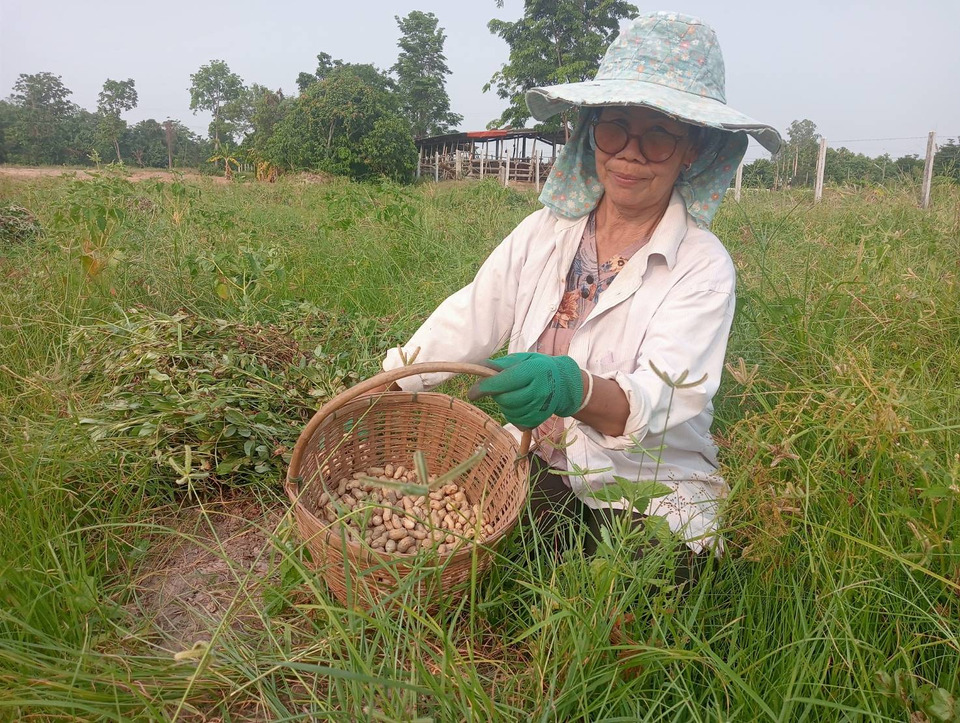กาฬสินธุ์วิกฤติภัยแล้ง–พลังงานพ่นพิษ ซ้ำกดราคาถั่วลิสงร่วง เกษตรกรขาดทุนหนัก หนุนรัฐส่งเสริมชีวมวล 