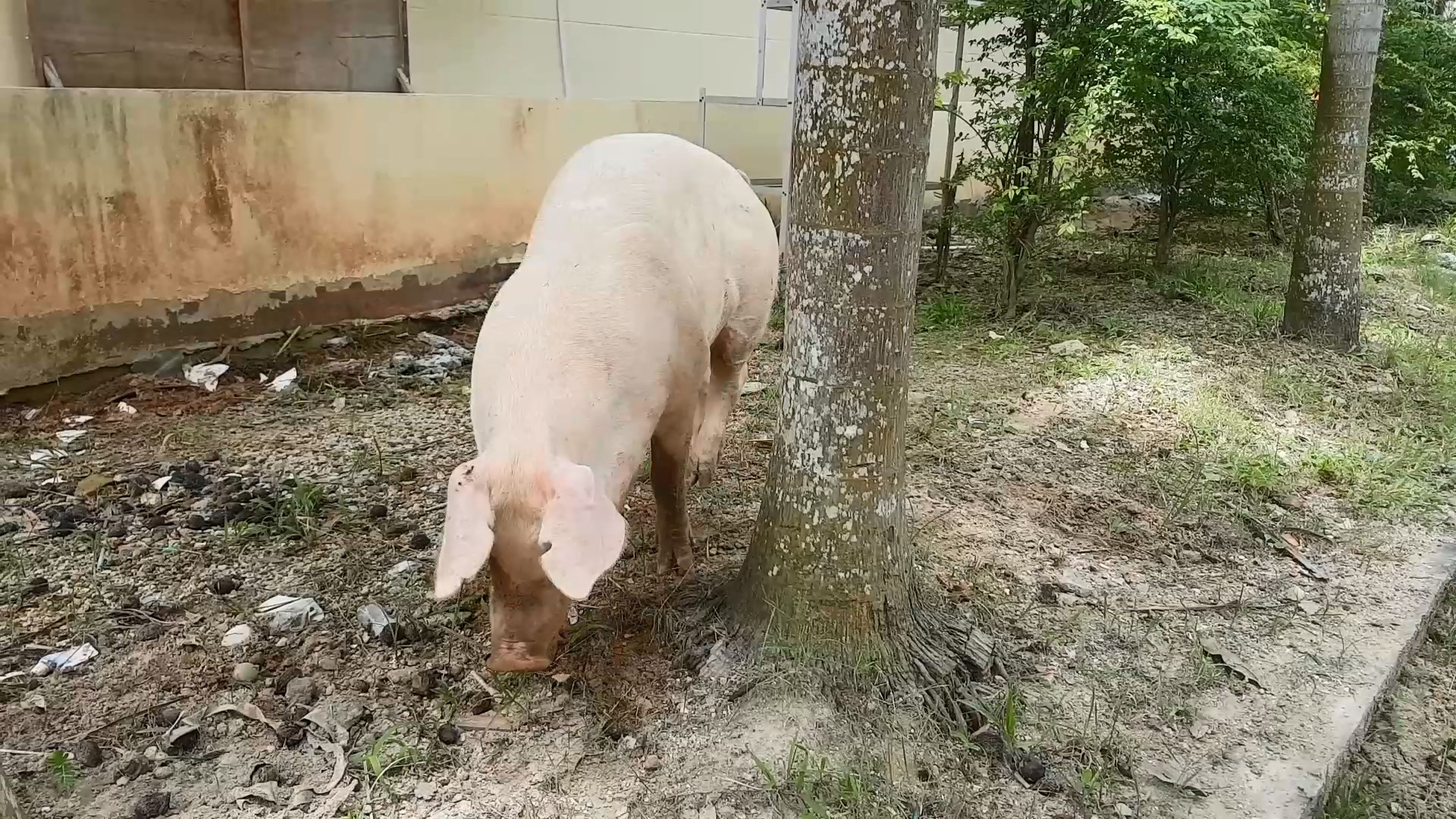 'เจ้าบุญรอด' หมูที่โชคดีที่สุดในโลก รอดตายถึง 4 ครั้ง
