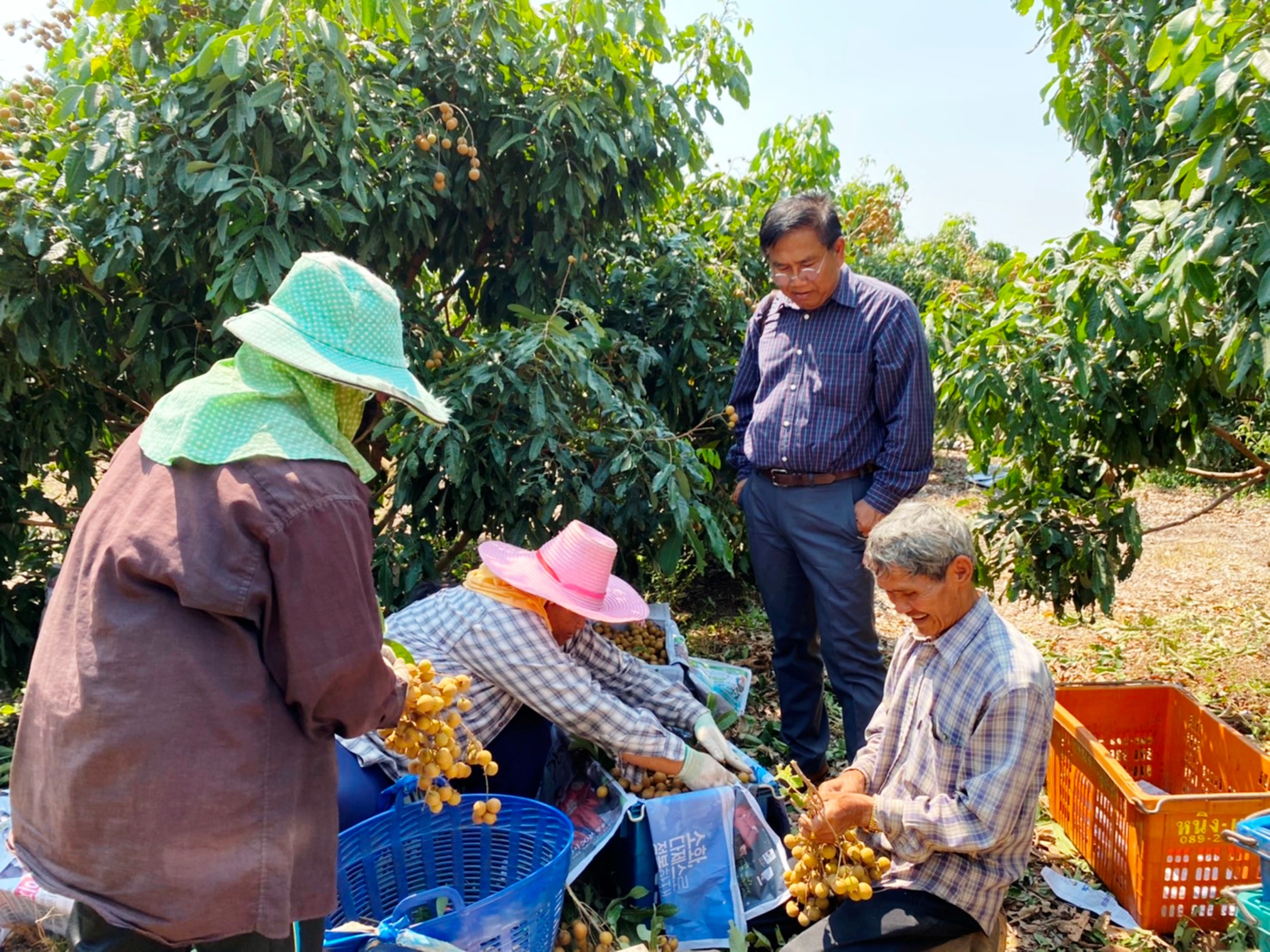 สหกรณ์บุรีรัมย์ ส่งเสริมตลาดกลุ่มเกษตรกรทำสวนโคกมะม่วง ปลูกผลไม้ พืชผักขาย สร้างรายได้ปีละกว่า 3 ล้าน